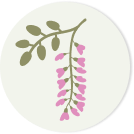 Rare Acacia