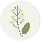 Chestnut honey